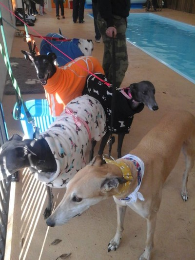Greyhound Rescue Victoria Fun Day