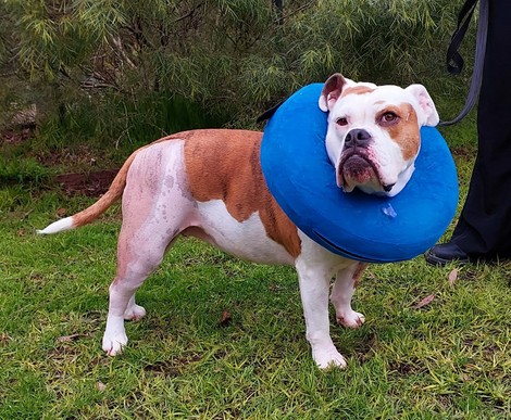 Cruciate-surgery-picture.jpg