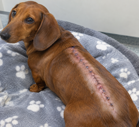 Dachshund-spinal-surgery.png