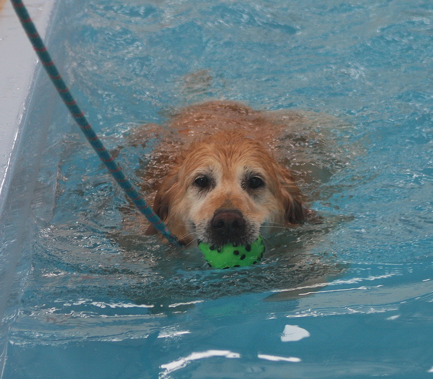 Overweight-golden-swimming.jpg