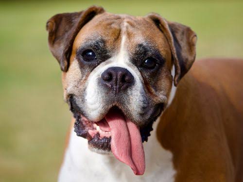 Panting-dog.jpg