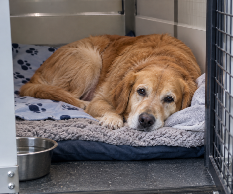 Resting-dog.png