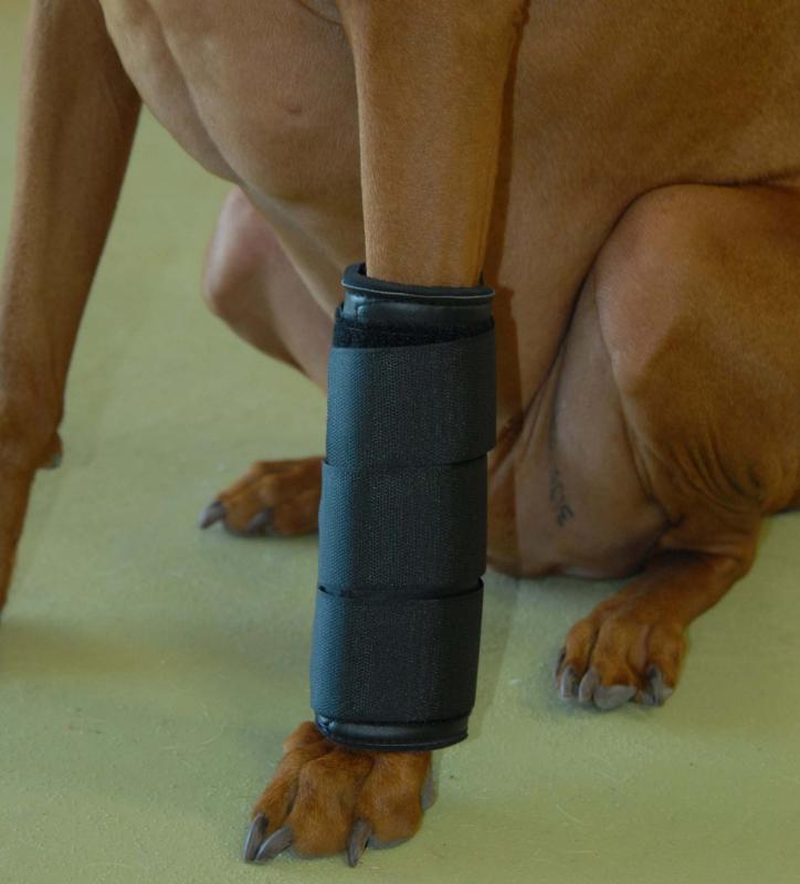 Dog Carpal Braces