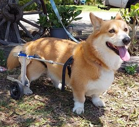 Dog Wheelchair for Corgies