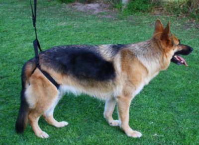 Hind End Lift