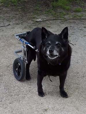 Dog Wheelchair Small-Medium