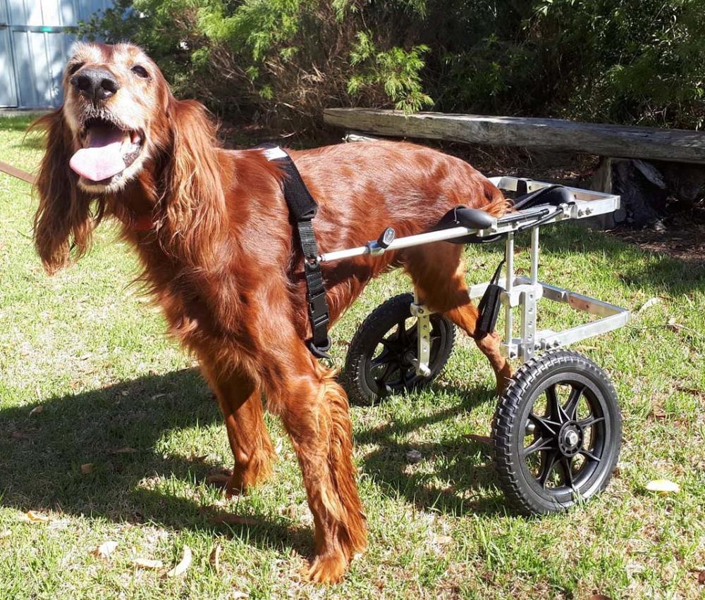 Dog Wheelchair Large