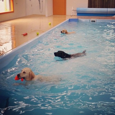 Canine Swimming Pool