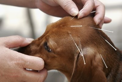      canine-acupuncture_1